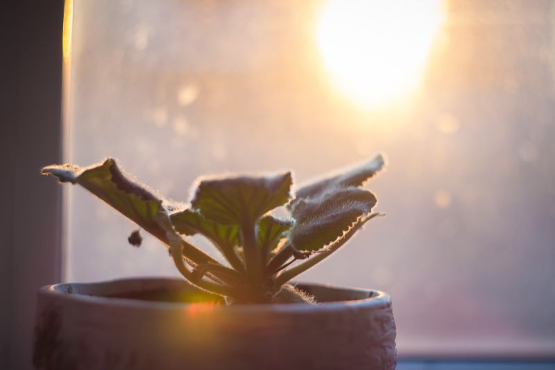 You're Not the Only One Feeling the Burn: How to Protect Your Plants From Sunburn - Alternative Mindset