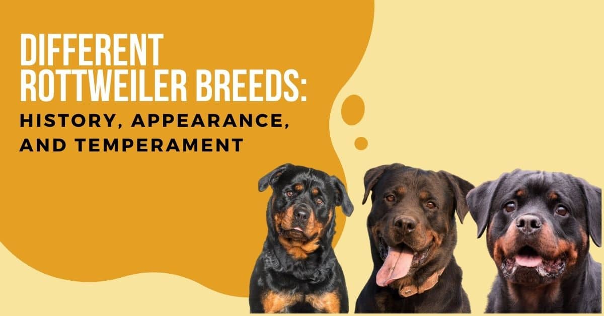 Rottweiler Breeds: History, Appearance, And Temperament