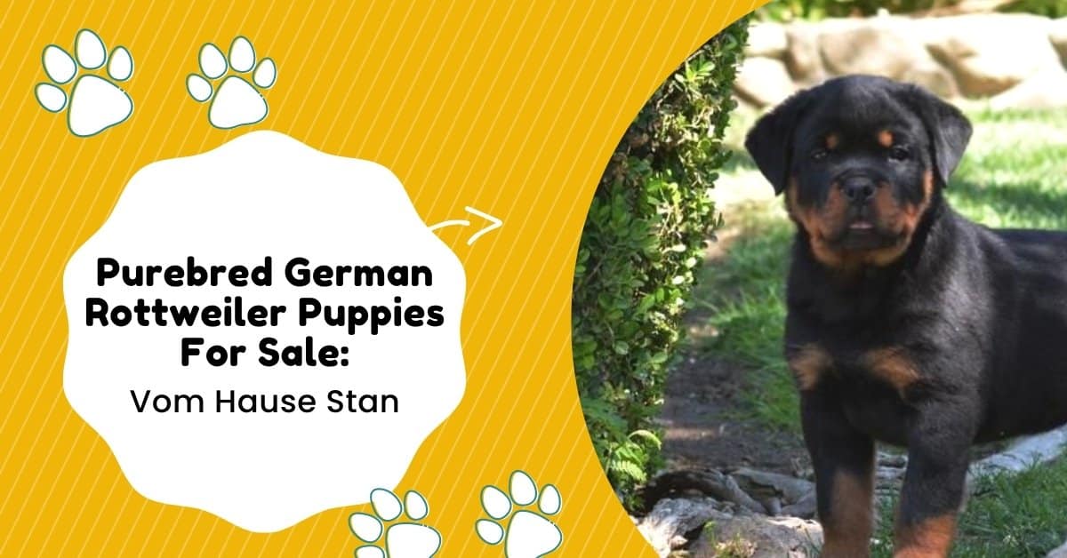 Purebred German rottweiler puppies for sale: Vom Hause Stan