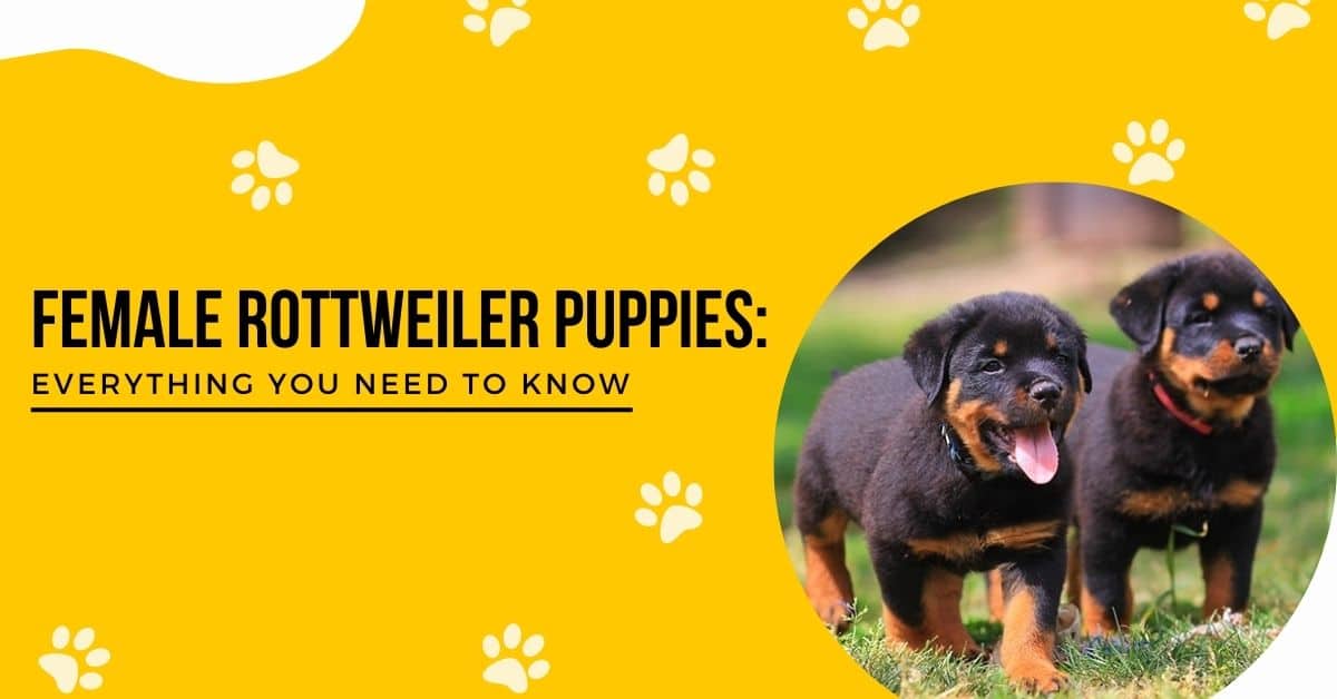 Female Rottweiler Puppies Overview And Sale
