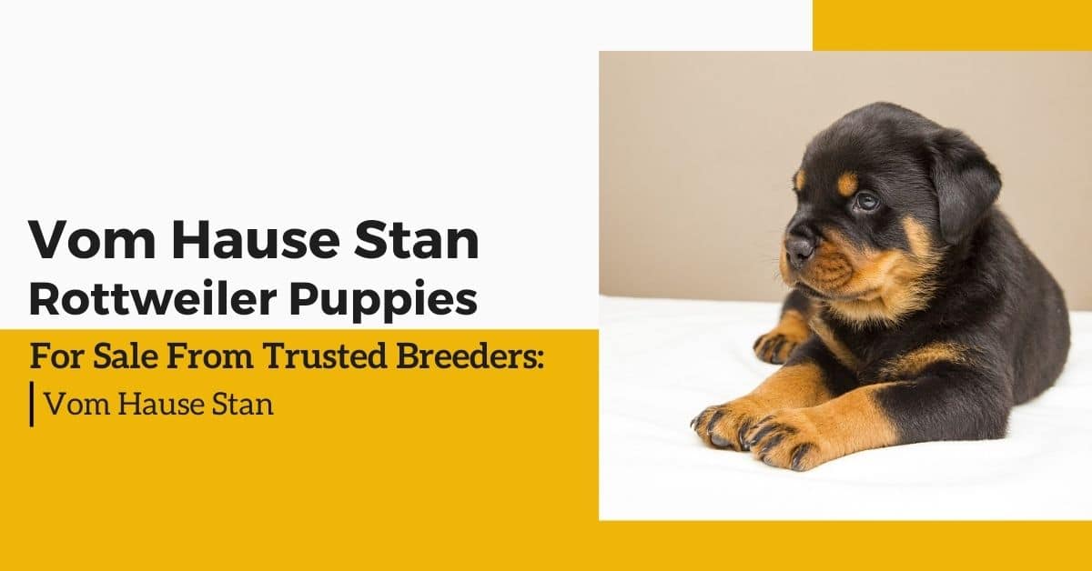 Rottweiler Puppies For Sale From Trusted Breeders