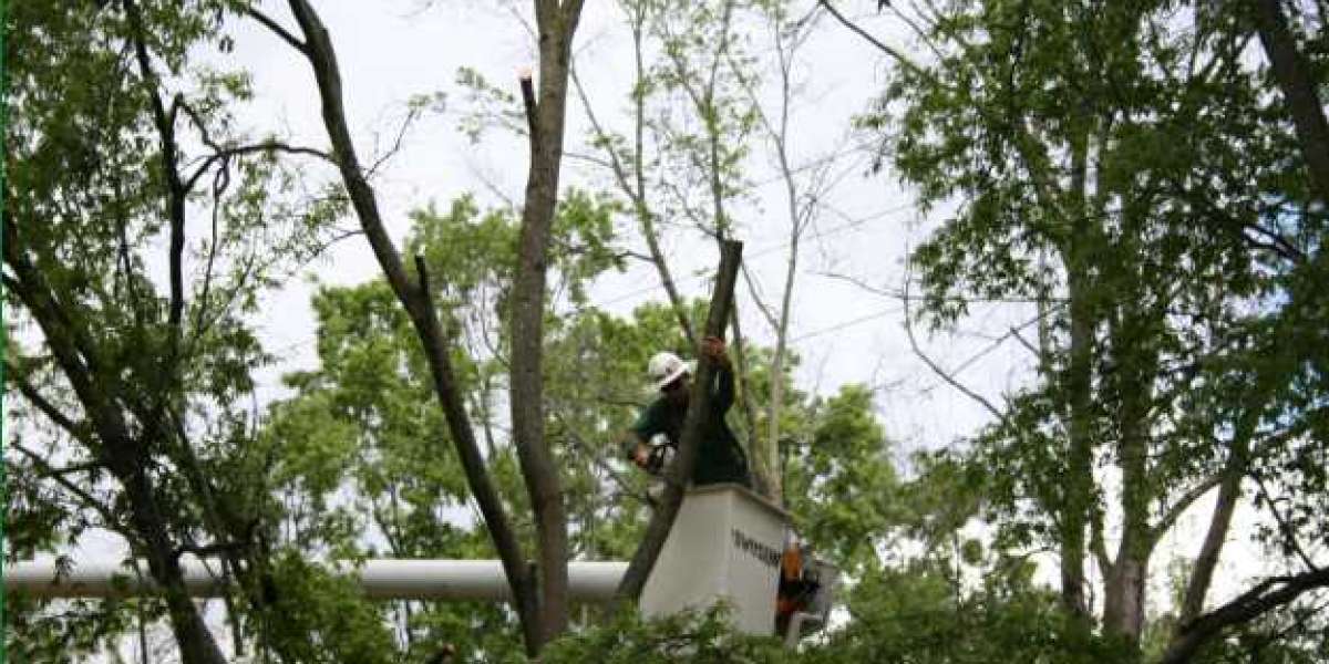 5 Signs You Need to Hire a Tree Service in Buffalo NY