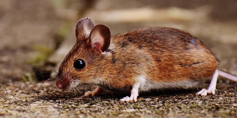 Rat Trapping And Control Service Ann Arbor, Michigan - Pest EZ