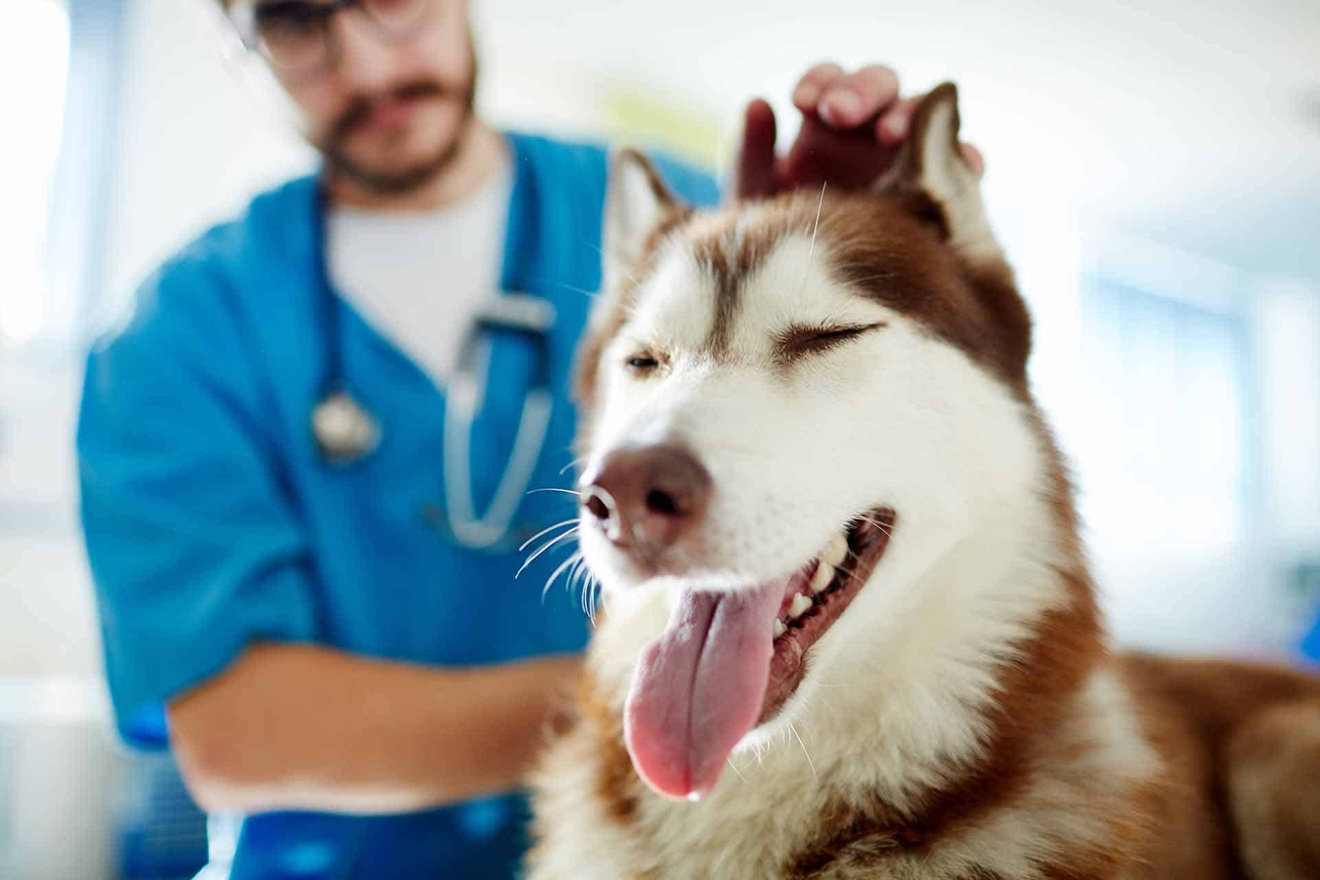 Pawsitive Animal Hospital Winnipeg | Veterinarian in Winnipeg
