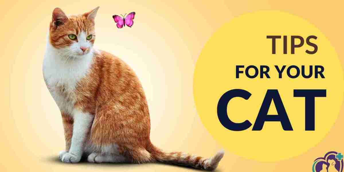 Essential Cat Care Tips For Every Cat Owner