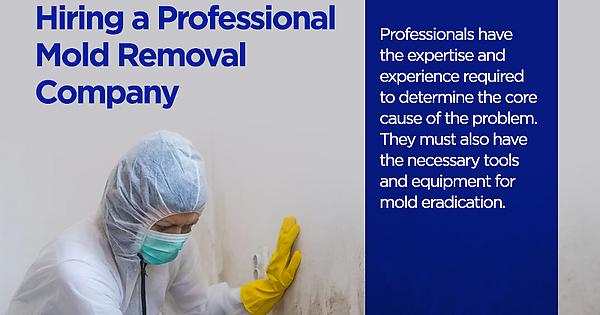 The Benefits of Hiring a Professional Mold Removal Company - Album on Imgur