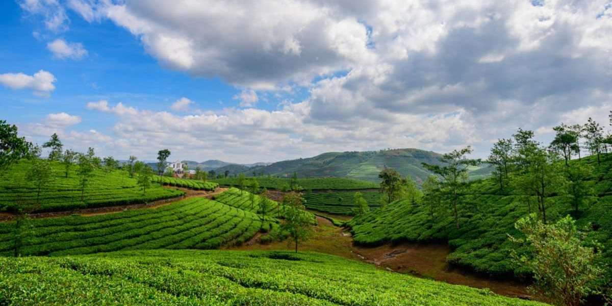 Exploring Vagamon: A Hidden Gem in Kerala Perfect for Honeymoon Packages