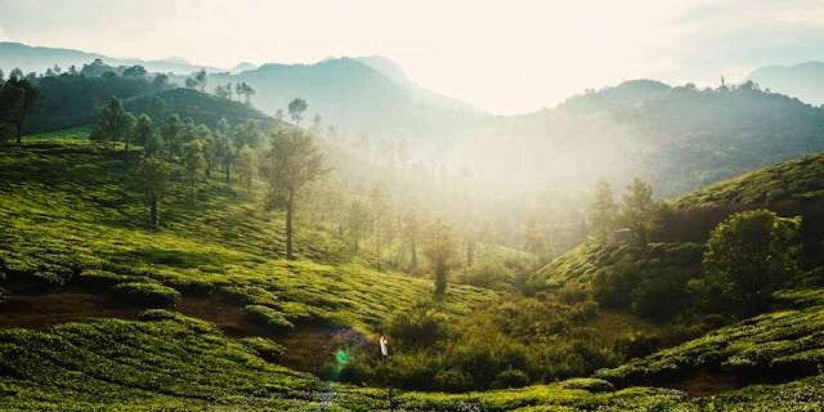 Escape the Mumbai Mayhem: Why Kerala is the Perfect Destination for Your Next Vacation in 2024